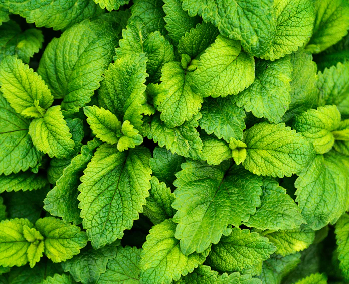 peppermint