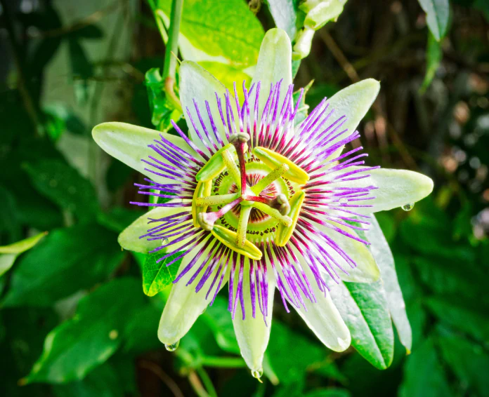 passionflower