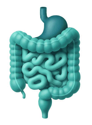 Gut health illustration