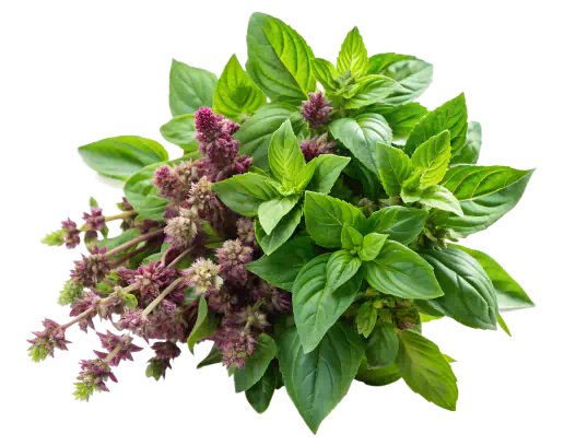 Holy basil plant
