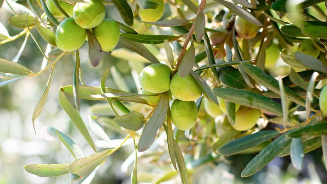 Olive Leaf Extract